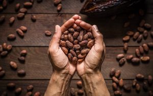 Lee más sobre el artículo El Cacao