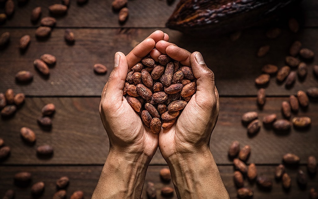 En este momento estás viendo El Cacao